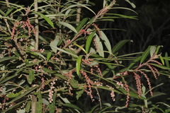 Homonoia riparia